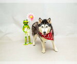 Small Siberian Husky