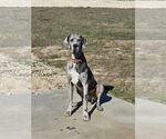 Small Great Dane