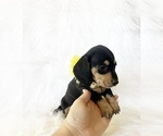 Small #3 Dachshund