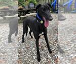 Small #3 Greyhound