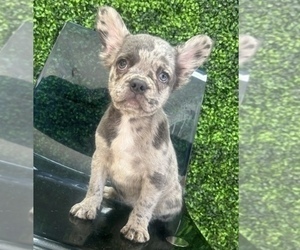 French Bulldog Puppy for sale in MADISON, WI, USA