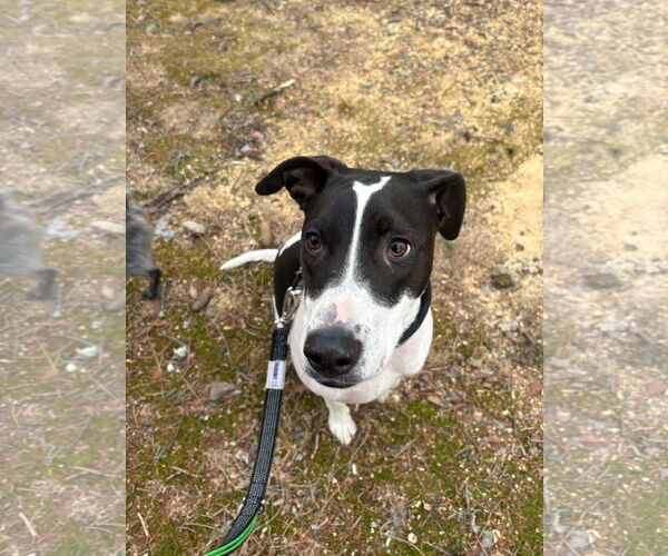 Medium Photo #3 Pointer-Unknown Mix Puppy For Sale in Westwood, NJ, USA