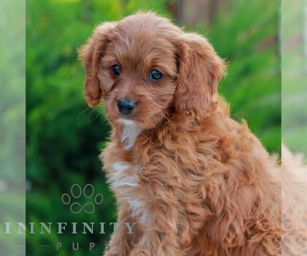 Medium Photo #4 Cavapoo (Miniature) Puppy For Sale in LITITZ, PA, USA