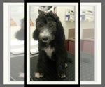 Small Photo #36 Sheepadoodle Puppy For Sale in RIALTO, CA, USA