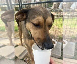 Catahoula Leopard Dog Dogs for adoption in COLUMBIA, MD, USA