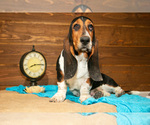 Small #2 Basset Hound