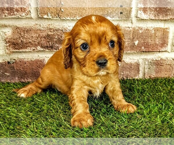 Medium Photo #9 Cavalier King Charles Spaniel Puppy For Sale in MOBERLY, MO, USA