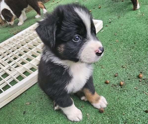 Medium Photo #4 Australian Shepherd Puppy For Sale in NELSON, VA, USA