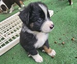 Small Photo #4 Australian Shepherd Puppy For Sale in NELSON, VA, USA