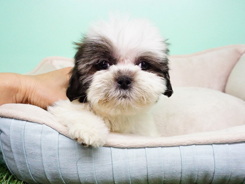 Medium Photo #6 Shih Tzu Puppy For Sale in LA MIRADA, CA, USA
