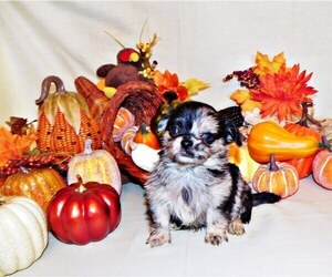 Chihuahua Puppy for Sale in CHARLESTON, Arkansas USA