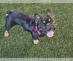 Small Photo #2 French Bulldog Puppy For Sale in Lake elsinore, CA, USA
