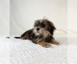 Small #4 Shorkie Tzu