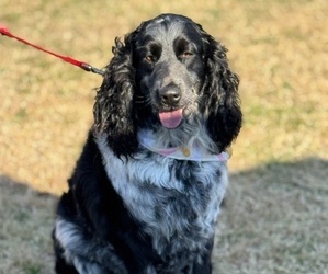 Father of the English Springer Spaniel puppies born on 03/31/2025
