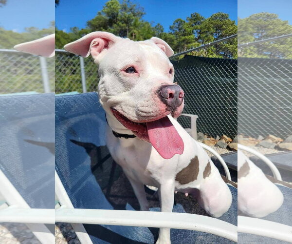 Medium Photo #1 Mutt Puppy For Sale in Manahawkin, NJ, USA