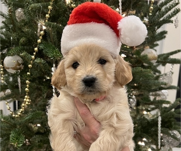 Medium Photo #1 Goldendoodle (Miniature) Puppy For Sale in HUNTINGTON, IN, USA
