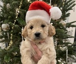 Small Photo #1 Goldendoodle (Miniature) Puppy For Sale in HUNTINGTON, IN, USA