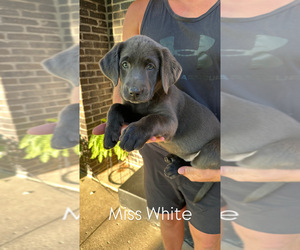 Labrador Retriever Puppy for sale in GOSHEN, IN, USA