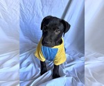 Small #2 Labrador Retriever Mix