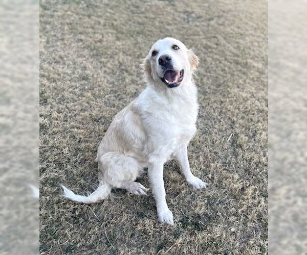 Medium Photo #2 Great Pyrenees Puppy For Sale in Spring, TX, USA