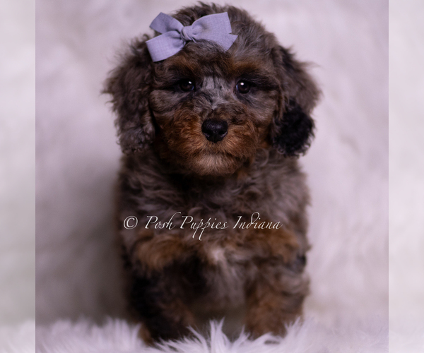 Medium Photo #12 Poodle (Miniature) Puppy For Sale in WARSAW, IN, USA