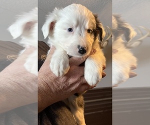 Australian Shepherd Puppy for sale in HOMER, IL, USA