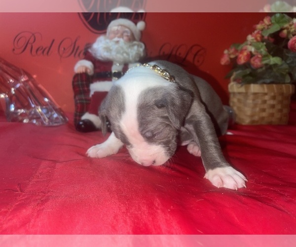 Medium Photo #3 American Pit Bull Terrier Puppy For Sale in TRENTON, NJ, USA