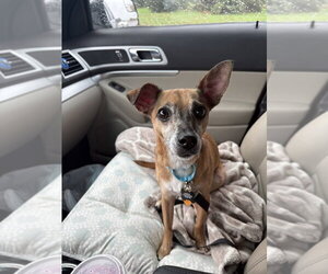 Romeo Jack - Male Chihuahua-Unknown Mix Dog for Adoption - Photo #2
