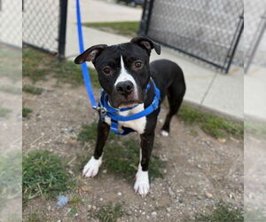 Medium American Pit Bull Terrier