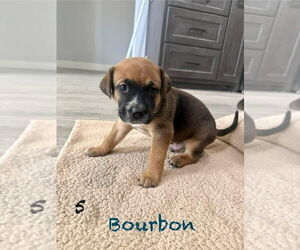 Mutt Dogs for adoption in FRAMINGHAM, MA, USA
