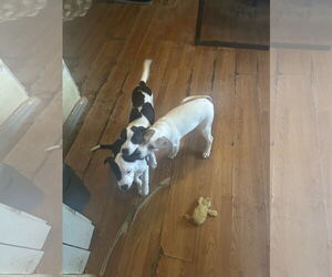 Helen-Beagle...See cousin Mailo - Female Beagle Dog for Adoption - Photo #2