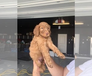 Goldendoodle Puppy for sale in BAKERSFIELD, CA, USA