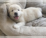 Small Photo #2 Great Pyrenees Puppy For Sale in MCALLEN, TX, USA