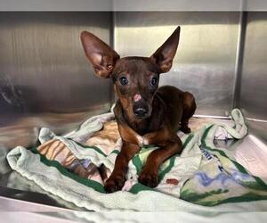 Miniature Pinscher-Unknown Mix Dogs for adoption in Grand Prairie, TX, USA