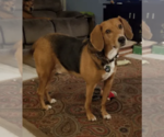 Small #3 Beagle