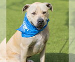 Small Labrador Retriever Mix