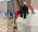 Small #3 American Bully