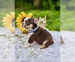 Small #1 French Bulldog