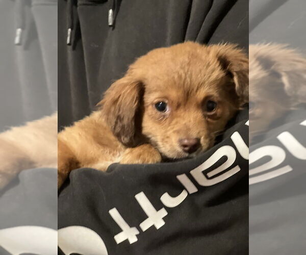 Medium Photo #2 Colonial Cocker Spaniel-Unknown Mix Puppy For Sale in Dana Point, CA, USA