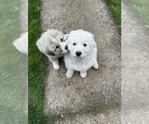 Great Pyrenees-Maremma Sheepdog Mix Puppy for sale in RENTON, WA, USA