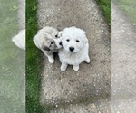 Small Photo #1 Great Pyrenees-Maremma Sheepdog Mix Puppy For Sale in RENTON, WA, USA