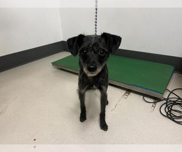 Medium Photo #1 Mutt Puppy For Sale in Corona, CA, USA