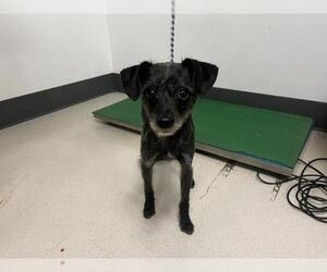 Mutt Dogs for adoption in Corona, CA, USA
