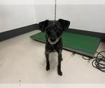 Small Mutt