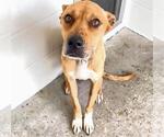 Small #1 American Pit Bull Terrier Mix