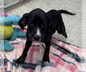 Mutt Dogs for adoption in Mechanicsburg, PA, USA