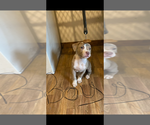 Puppy Lil Bit American Bully