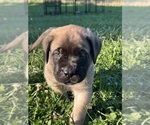 Puppy Wyatt Mastiff