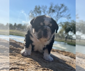 Bulldog Puppy for sale in SAN ANGELO, TX, USA