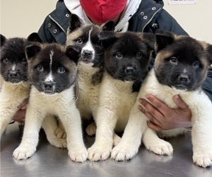 Akita Puppy for sale in INDIANAPOLIS, IN, USA